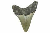 Fossil Megalodon Tooth - North Carolina #368451-1
